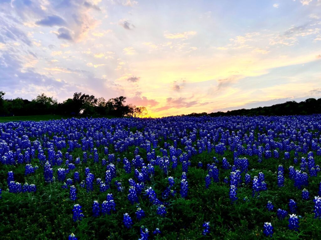Texas Bluebonnets Field